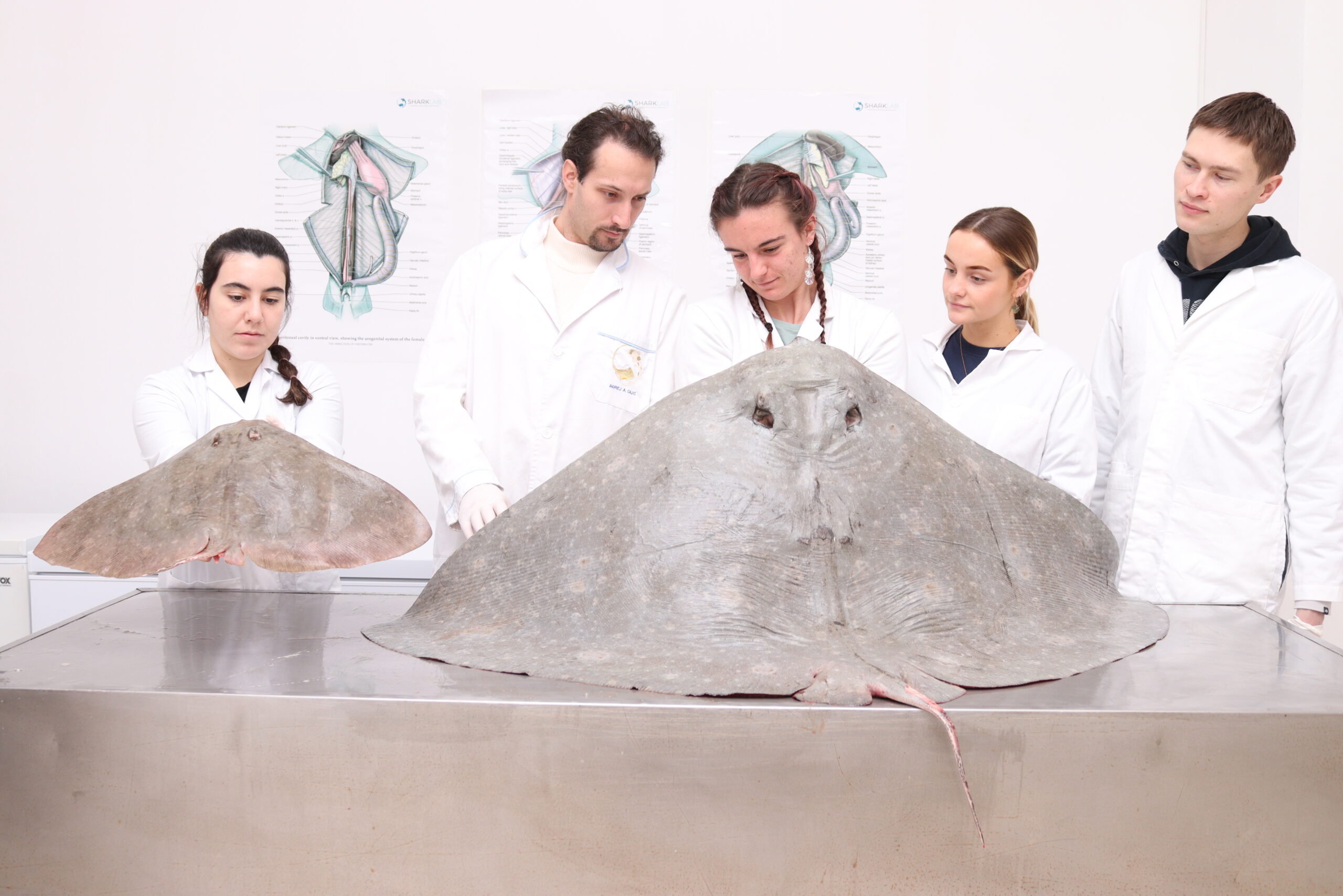 Kriticno ugrozena raza leptirica - Foto Sharklab ADRIA 2